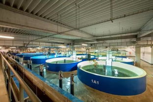 陆基室内水产养殖打造健康新环境