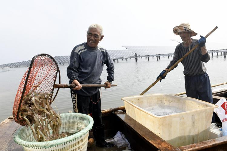 (经济)山东滨州:"渔光一体"提升水产养殖效益