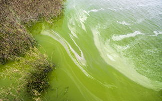 太湖蓝藻再度爆发如绿毯 湖水腥臭扑鼻