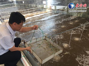 东营工厂化水产养殖成为现代渔业发展新的增长点